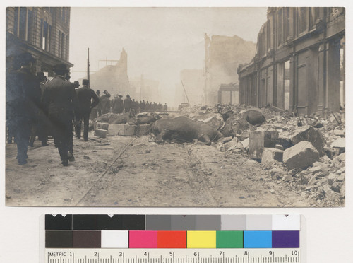 On Mission St. Cattle that broke loose on lower Market St. were shot by soldiers