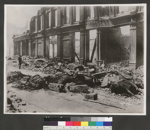 Cattle killed on Mission St. by earthquake. [Near First St.]