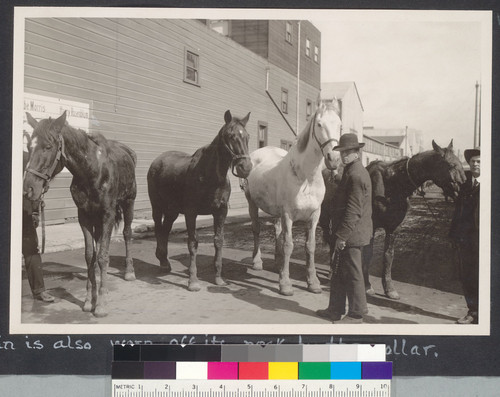 1 year after. On account of the immense demand for heavy teaming, the officers of the Humane Societies are kept busy arresting inhumane drivers and giving relief to horses whose collars have chafed through the skin, and those improperly fed. The colt on the left can hardly stand, but was staggering under a big load. The skin is also worn off its neck by the collar