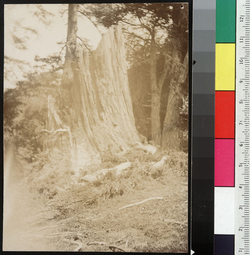 12 ft. Sequoia, broken by Earthquake, Fort Ross. [Sonoma County.]