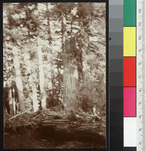 Broken 40 ft. above ground. [Sequoia damaged in earthquake. Sonoma County.]