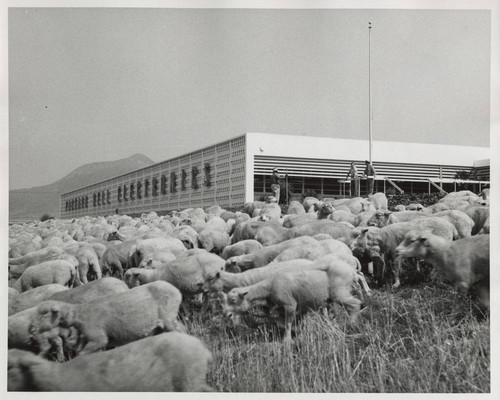 Sheep in Rancho Conejo