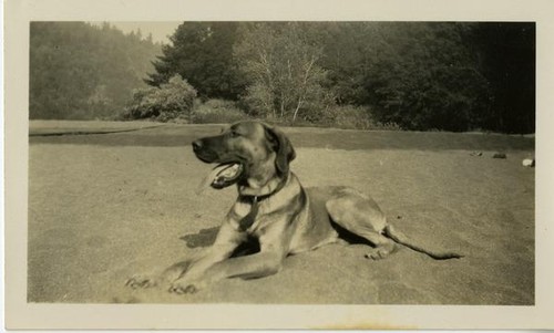 Goddard, Kathleen and unidentified, c. 1928 .Dog