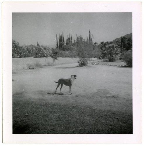 [Dog in the desert]