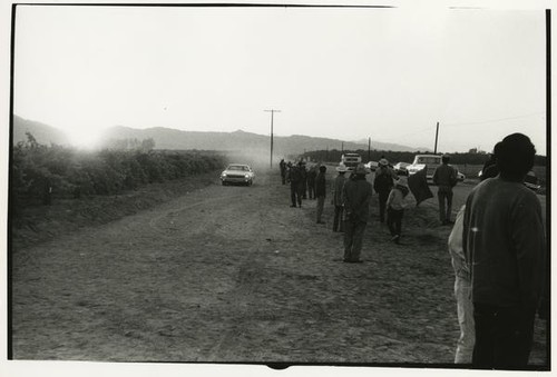 Vineyard picketers at dusk