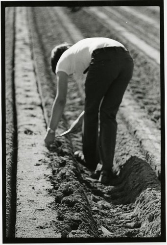 Laborer working with the short-handled hoe (el cortito)