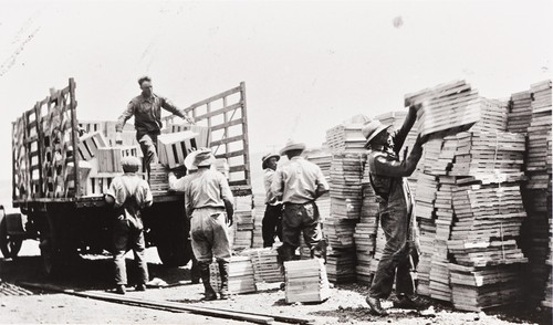 Filipino and Japanese farm workers loading pea crates : Nagano Farm, Morro Bay : 1925