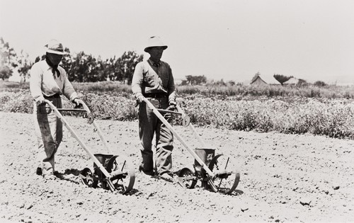 Mr. Hayashi and Mr. Tabuchi, Japanese workers using the hand flower seed planters : 1939