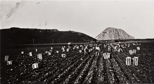 Filipino farm workers picking lettuce, Nagano Farm ; Morro Rock in background : about 1930 ; in 1931, Filipino farm workers went on strike and won a pay raise from 15 to 25 cents per hour ; during the strike, workers were brought from Mexico