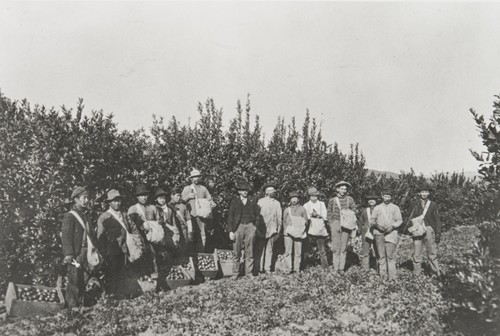 Fruit pickers, Blanchard Orchard, Santa Paula : about 1900