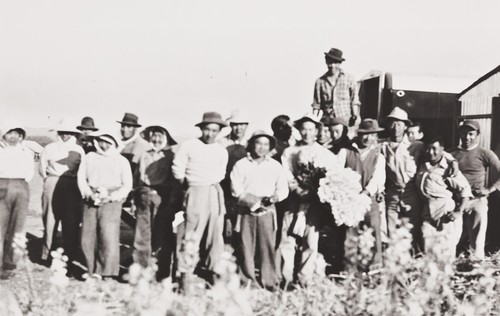 Crew of workers cutting flowers for H.S. Fredericks Company, E. Main & Hwy 101, Santa Maria : Feb. 4, 1947