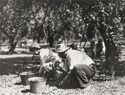 Walnut harvesting