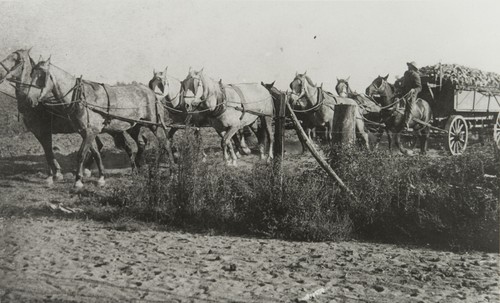 Hauling beets