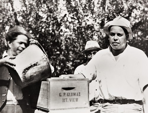 Walnut pickers