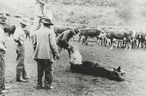 Nicolas Olivas : Ranch owner (in coat and hat in foreground)