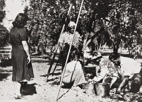 Walnut harvesting