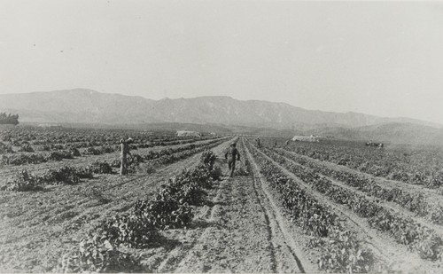 Lima bean field workers