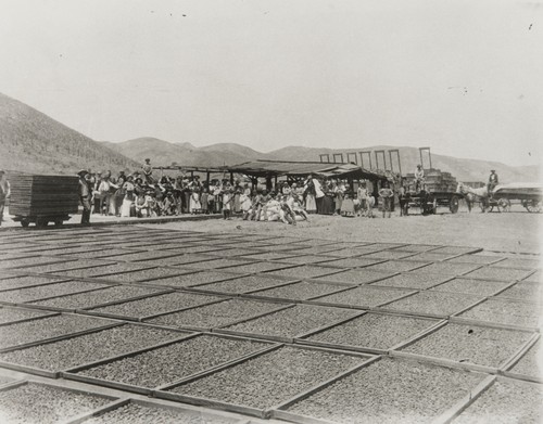 Drying apricots