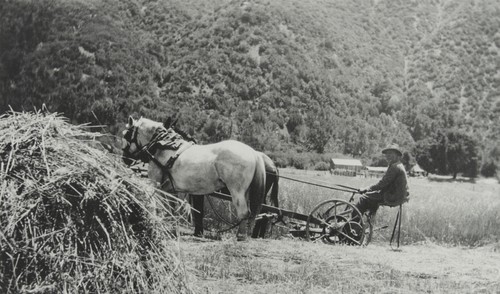 Felipe Mendez, hay cutting