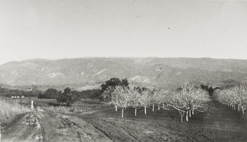 Walnut trees near La Patera School