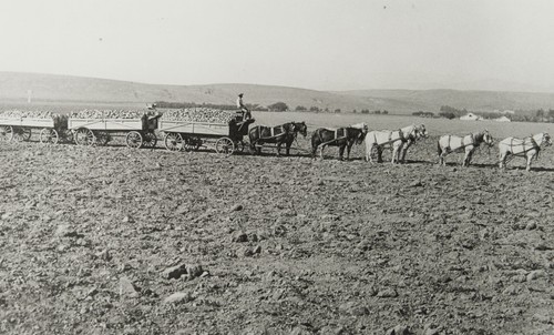 Hauling beets