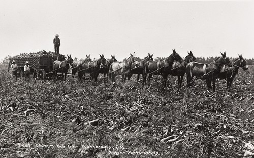 Beet Team, U.S. Co., Betteravia, California