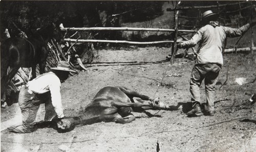 Ygnacio brothers branding a horse at their ranch near Santa Barbara