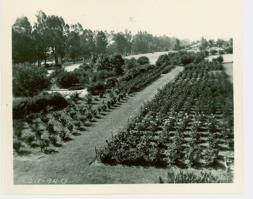 View of the rose garden at Arcadia Community Regional Park