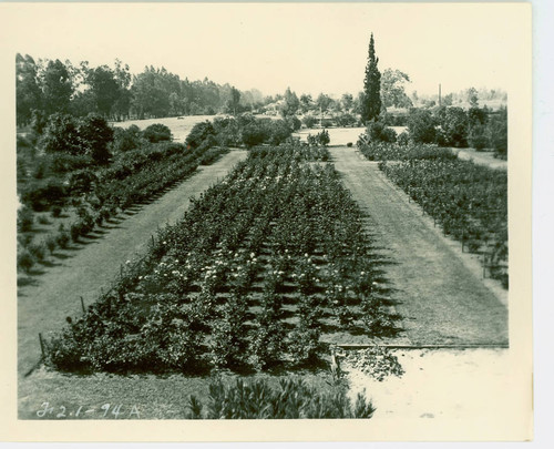 View of the rose garden at Arcadia Community Regional Park