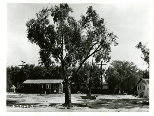 View of an olive tree at Plummer Park