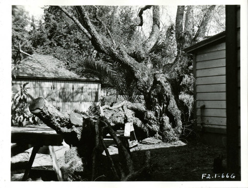 View of a damaged tree at Plummer Park