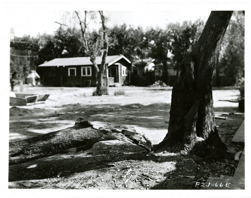 View of a damaaged olive tree at Plummer Park