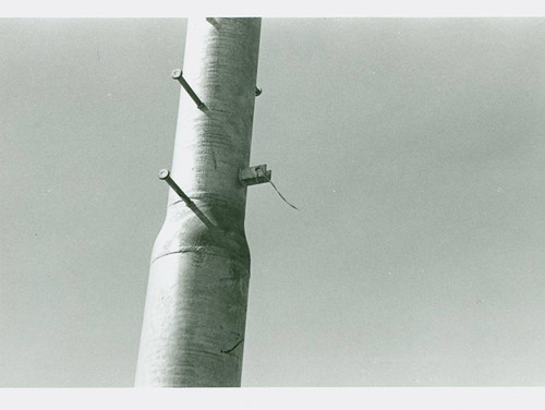 View of a field light pole at Belvedere Park