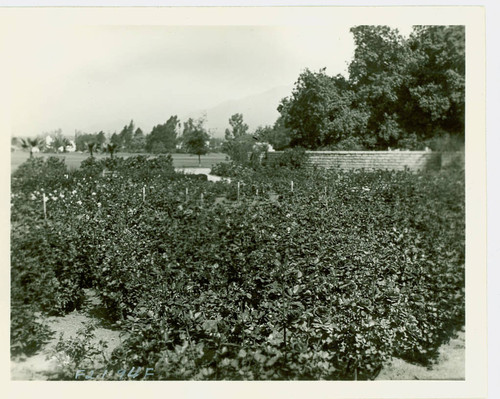 View of the rose garden at Arcadia Community Regional Park