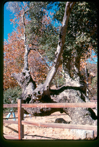 View of a tree at Placerita Canyon Natural Area