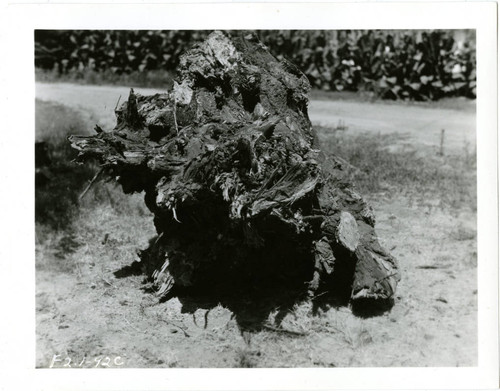 View of the roots of a hazardous Eucalyptus trees at Plummer Park