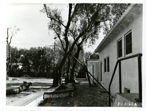 View of two olive trees at Plummer Park