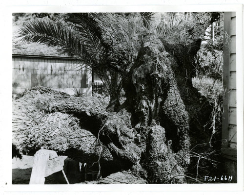 View of a damaged pepper tree at Plummer Park