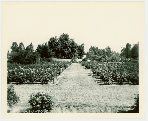 View of the rose garden at Arcadia Community Regional Park