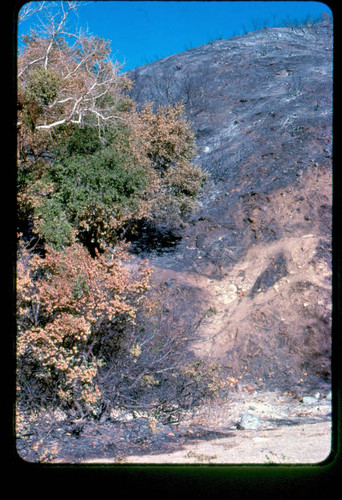 View of fire damage at Placerita Canyon Natural Area