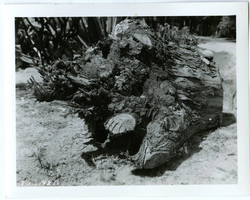 View of the roots of a hazardous Eucalyptus tree at Plummer Park