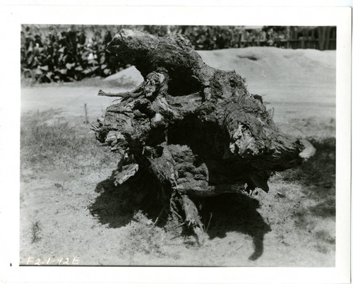 View of the roots of a hazardous Eucalyptus trees at Plummer Park