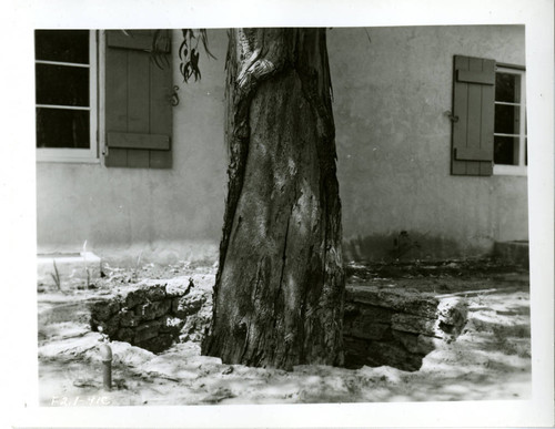 View of the trunk of a tree at Plummer Park