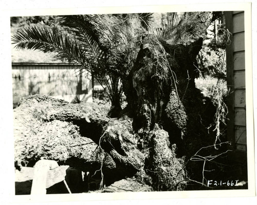 View of a damaged tree at Plummer Park