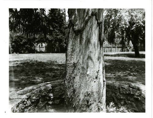 View of the trunk of a tree at Plummer Park