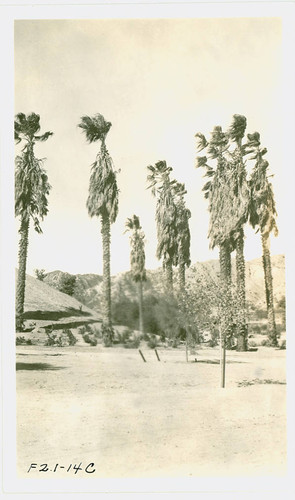 View of palm trees at Val Verde Park