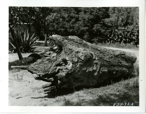 View of the roots of a hazardous Eucalyptus tree at Plummer Park