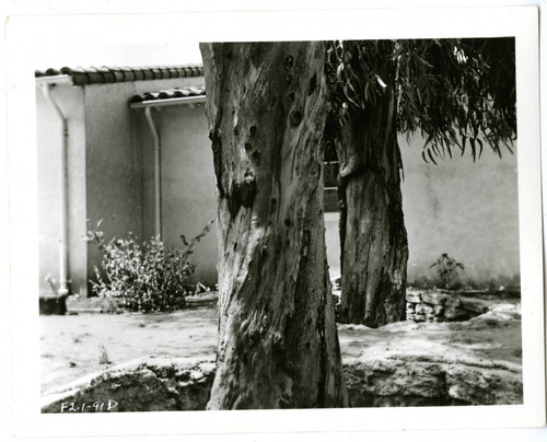 View of the trunk of a tree at Plummer Park