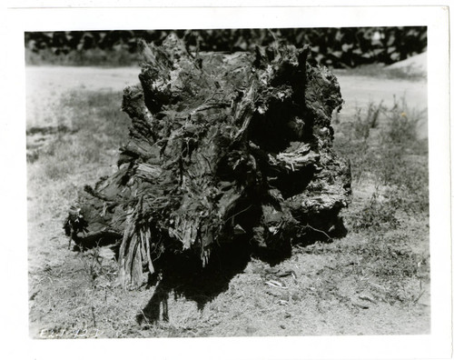 View of the roots of a hazardous Eucalyptus tree at Plummer Park