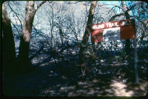 View of fire damage at Placerita Canyon Natural Area